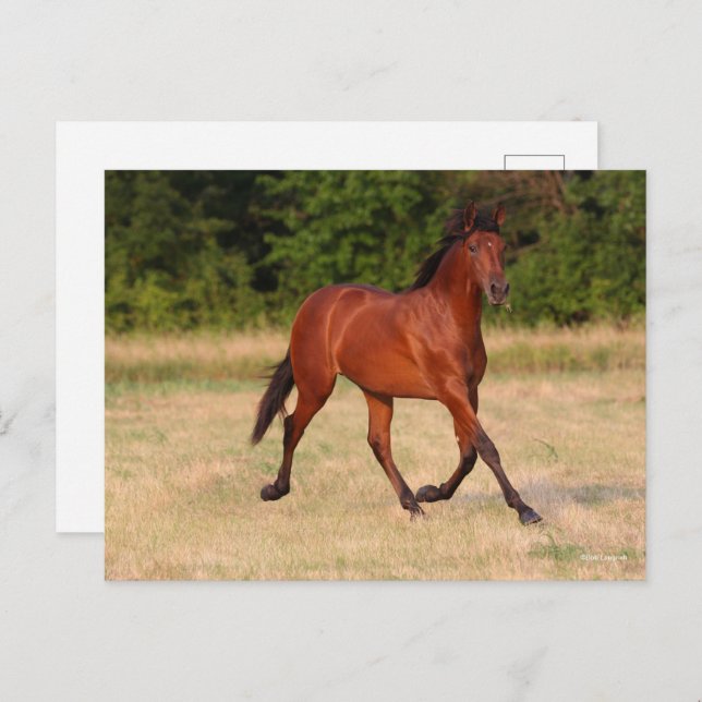 Bob Langrish | Bay Andalucian Colt In Field Postcard (Front/Back)