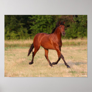 Bob Langrish Bay Andalucian Colt In Field Poster
