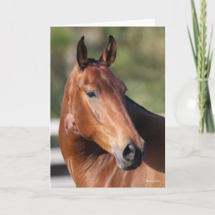 Bob Langrish   Bay Andalucian Headshot Card