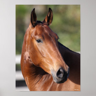 Bob Langrish   Bay Andalucian Headshot Poster