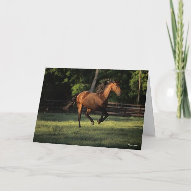 Bob Langrish | Bay Andalucian Horse Running Card (Front)
