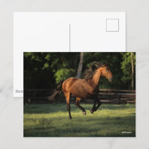 Bob Langrish Bay Andalucian Horse Running Postcard