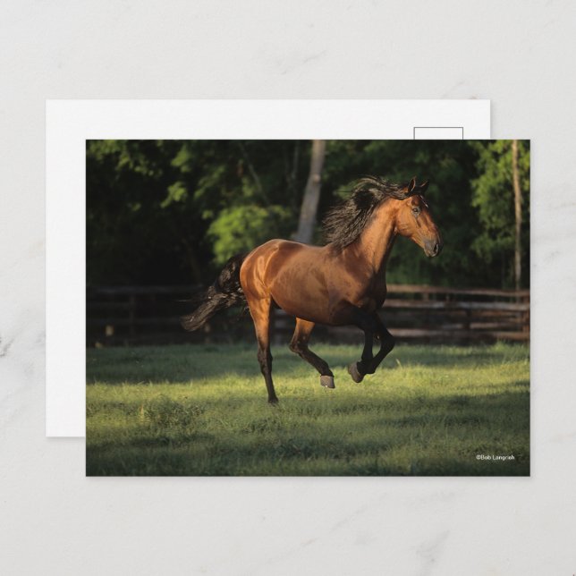 Bob Langrish | Bay Andalucian Horse Running Postcard (Front/Back)