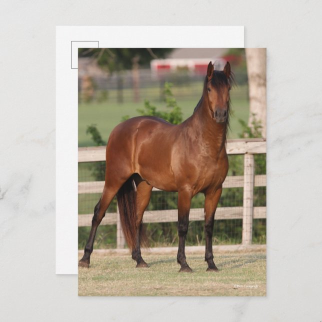 Bob Langrish | Bay Andalucian Standing Postcard (Front/Back)