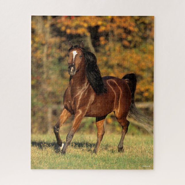 Bob Langrish | Bay Arab Autumnal Background Jigsaw Puzzle (Vertical)