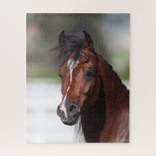 Bob Langrish Bay Arab Colt Headshot Jigsaw Puzzle