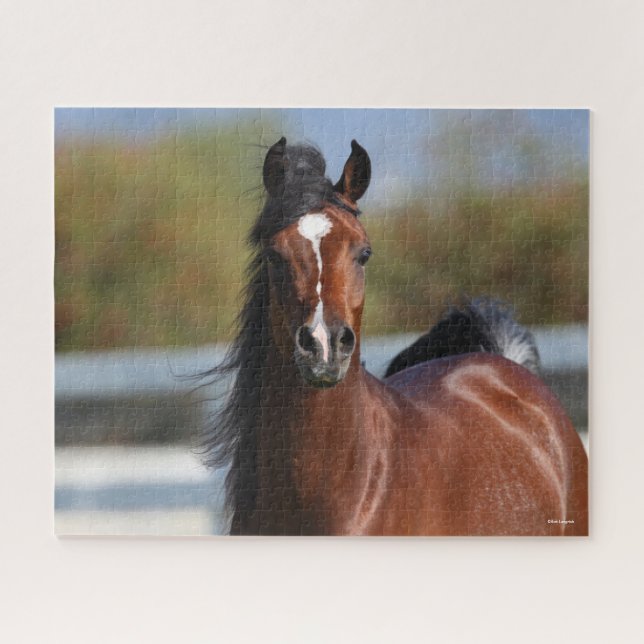 Bob Langrish | Bay Arab Colt Headshot Jigsaw Puzzle (Horizontal)