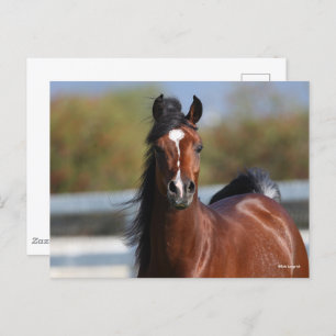 Bob Langrish   Bay Arab Colt Headshot Postcard
