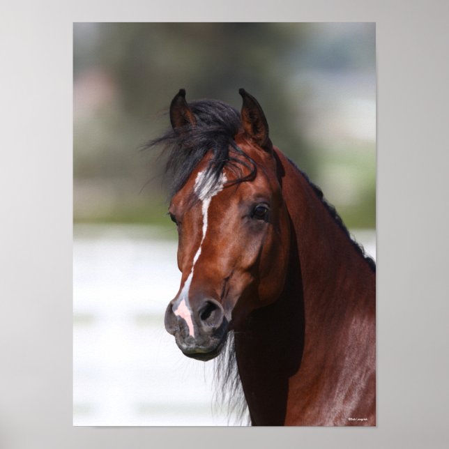 Bob Langrish | Bay Arab Colt Headshot Poster (Front)