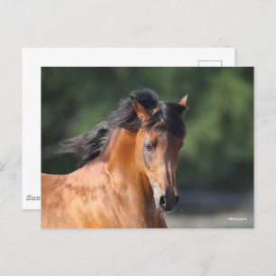 Bob Langrish Bay Arab headshot Postcard