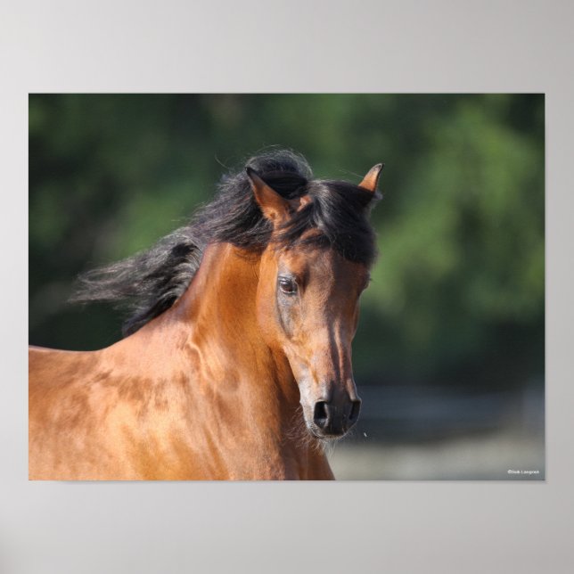 Bob Langrish | Bay Arab headshot Poster (Front)