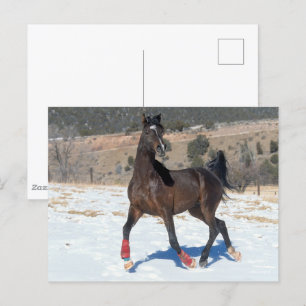 Bob Langrish Bay Arab Horse Running In Snow Postcard