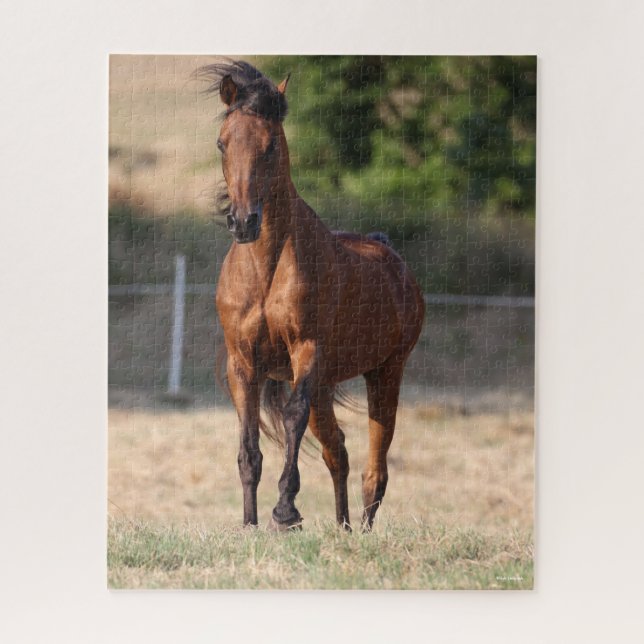 Bob Langrish | Bay Arab Standing Mane Blowing Jigsaw Puzzle (Vertical)