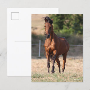 Bob Langrish Bay Arab Standing Mane Blowing Postcard