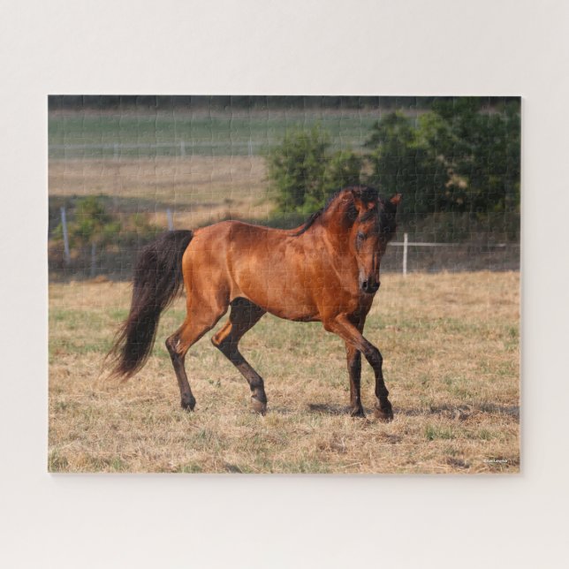 Bob Langrish | Bay Arab Walking Jigsaw Puzzle (Horizontal)
