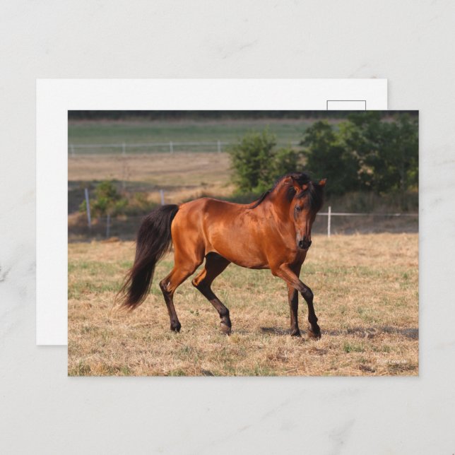 Bob Langrish | Bay Arab Walking Postcard (Front/Back)