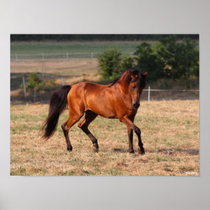 Bob Langrish   Bay Arab Walking Poster