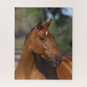 Bob Langrish Bay Canadian Sport Horse Headshot Jigsaw Puzzle