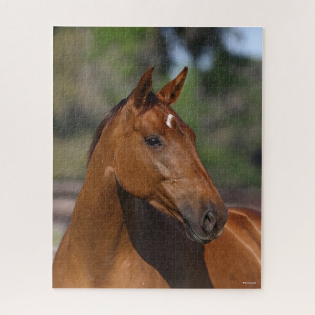 Bob Langrish | Bay Canadian Sport Horse Headshot Jigsaw Puzzle (Vertical)