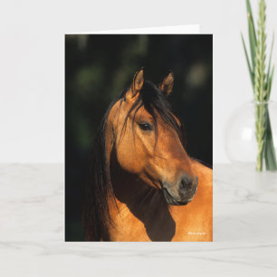 Bob Langrish   Bay Kiger Mustang Stallion Headshot Card
