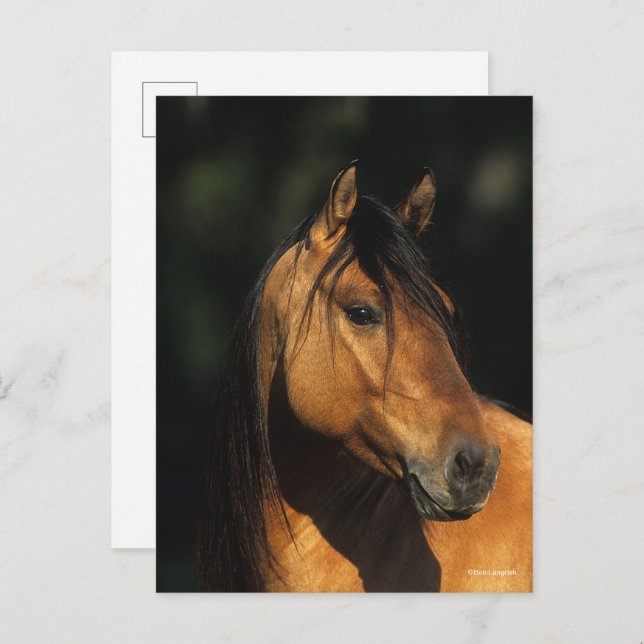 Bob Langrish | Bay Kiger Mustang Stallion Headshot Postcard (Front/Back)