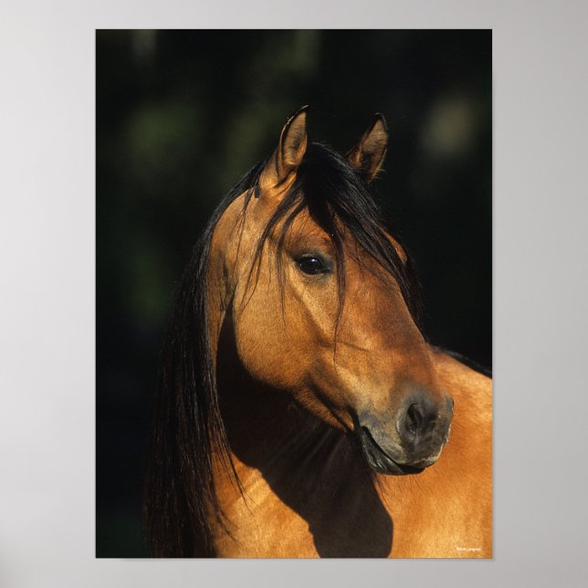 Bob Langrish | Bay Kiger Mustang Stallion Headshot Poster (Front)