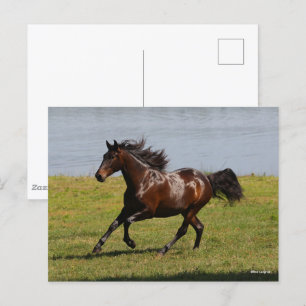 Bob Langrish   Bay Lusitano Mare Running Near Lake Postcard