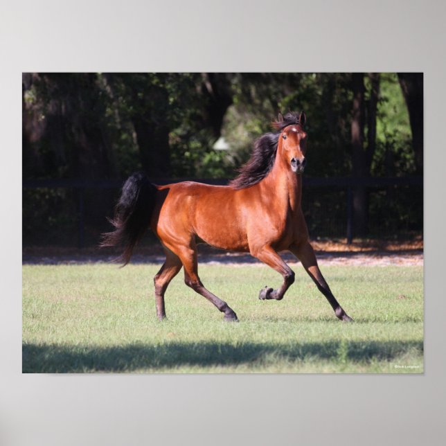 Bob Langrish | Bay Tennessee Walker Running Poster (Front)