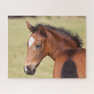 Bob Langrish   Bay Warmblood Foal Headshot Jigsaw Puzzle