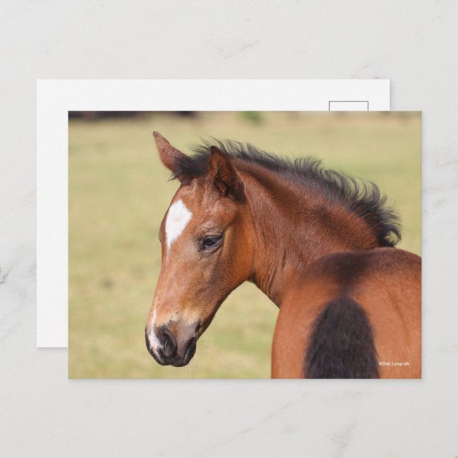 Bob Langrish | Bay Warmblood Foal Headshot Postcard (Front/Back)