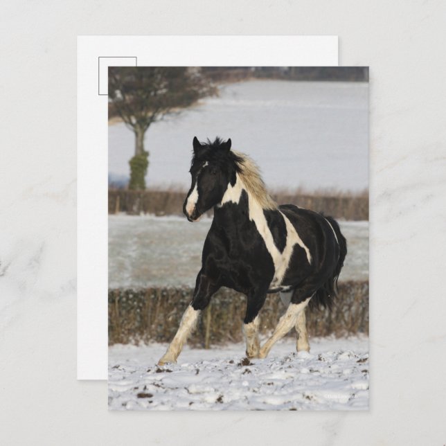 Bob Langrish Black and White Welsh Cob In The Snow Postcard (Front/Back)