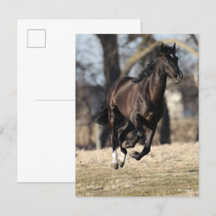 Bob Langrish Black Andalucian Horse Running Postcard