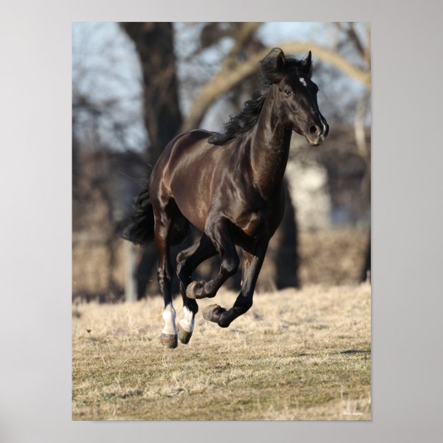 Bob Langrish | Black Andalucian Horse Running Poster (Front)