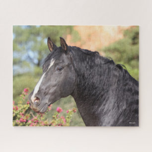 Bob Langrish   Black Andalucian Stallion headshot Jigsaw Puzzle