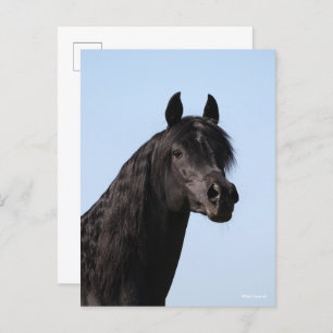 Bob Langrish Black Arab Stallion headshot Postcard