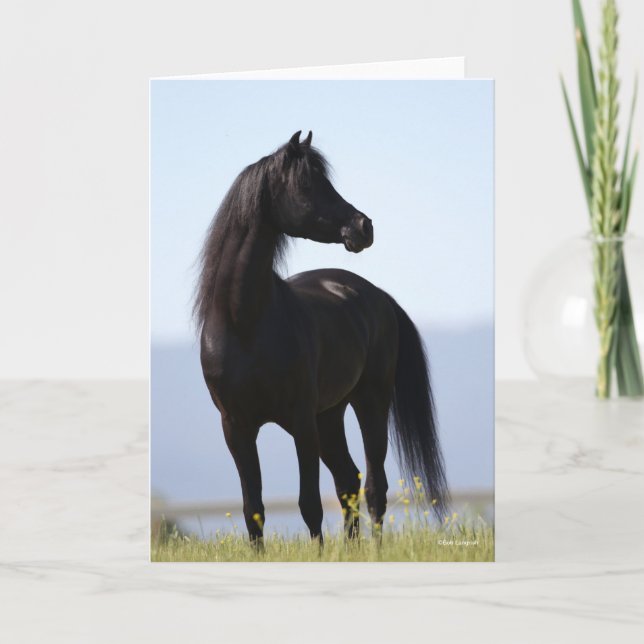 Bob Langrish | Black Arab Stallion Standing Card (Front)