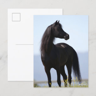 Bob Langrish Black Arab Stallion Standing Postcard