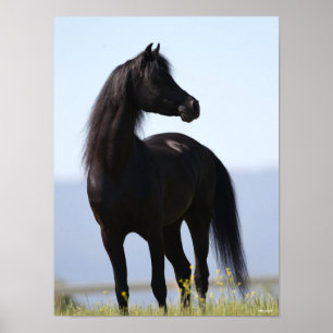 Bob Langrish Black Arab Stallion Standing Poster
