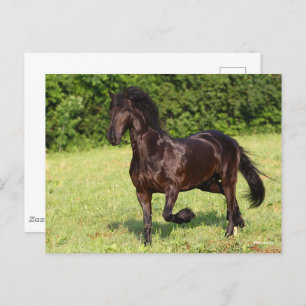 Bob Langrish   Black Friesian Horse Running Postcard