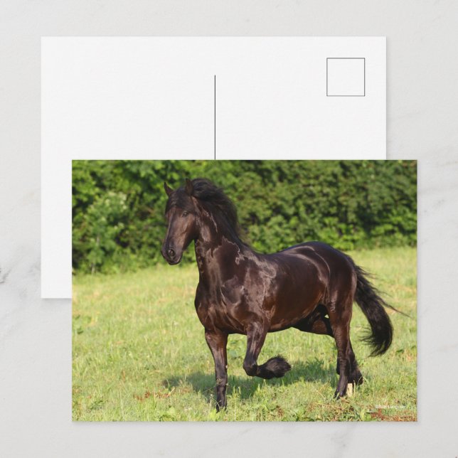Bob Langrish | Black Friesian Horse Running Postcard (Front/Back)