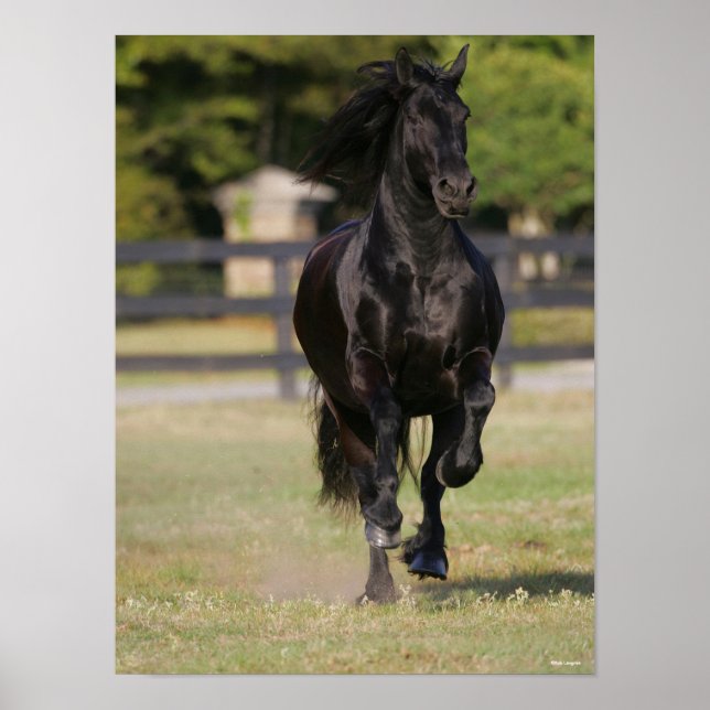 Bob Langrish | Black Friesian Mare Running Poster (Front)