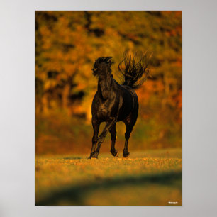 Bob Langrish   Black Friesian Running In Autumn Poster