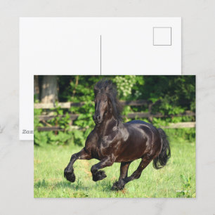 Bob Langrish Black Friesian Running Postcard