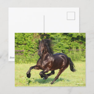 Bob Langrish Black Friesian Running Postcard