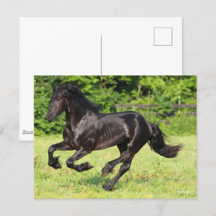 Bob Langrish Black Friesian Running Postcard