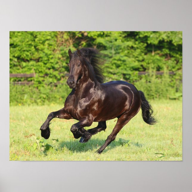 Bob Langrish | Black Friesian Running Poster (Front)