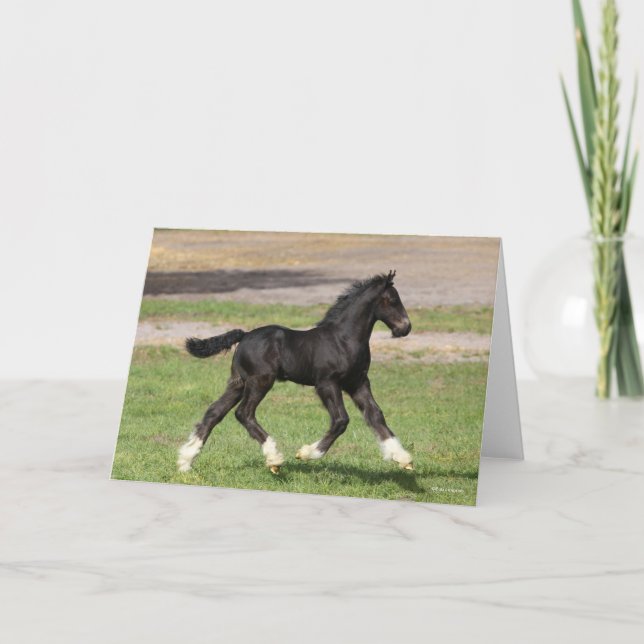 Bob Langrish | Black Gypsy Vanner Foal Running Card (Front)