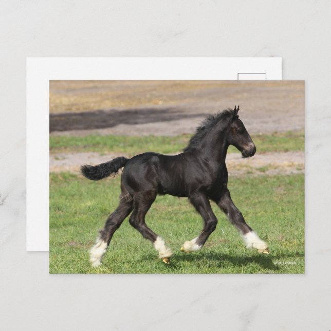 Bob Langrish | Black Gypsy Vanner Foal Running Postcard (Front/Back)