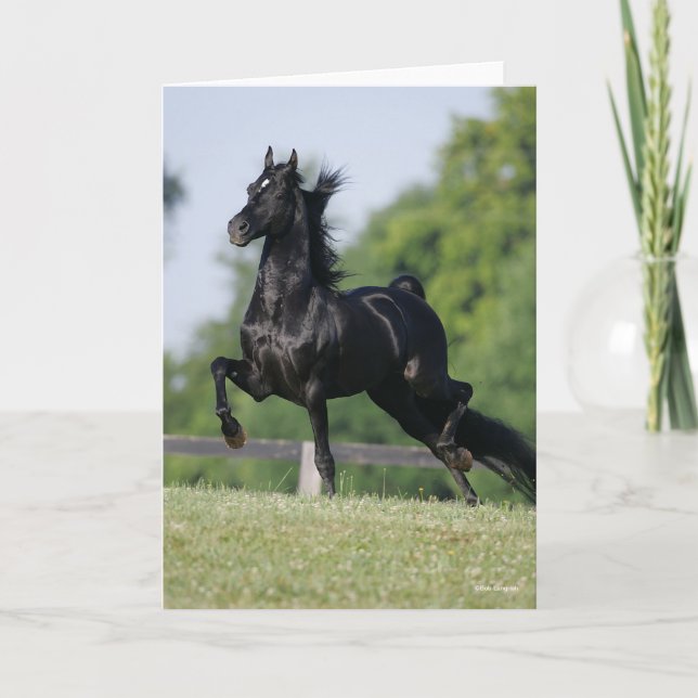 Bob Langrish | Black Morgan Horse Trotting Card (Front)
