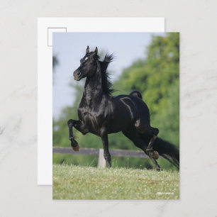 Bob Langrish   Black Morgan Horse Trotting Postcard